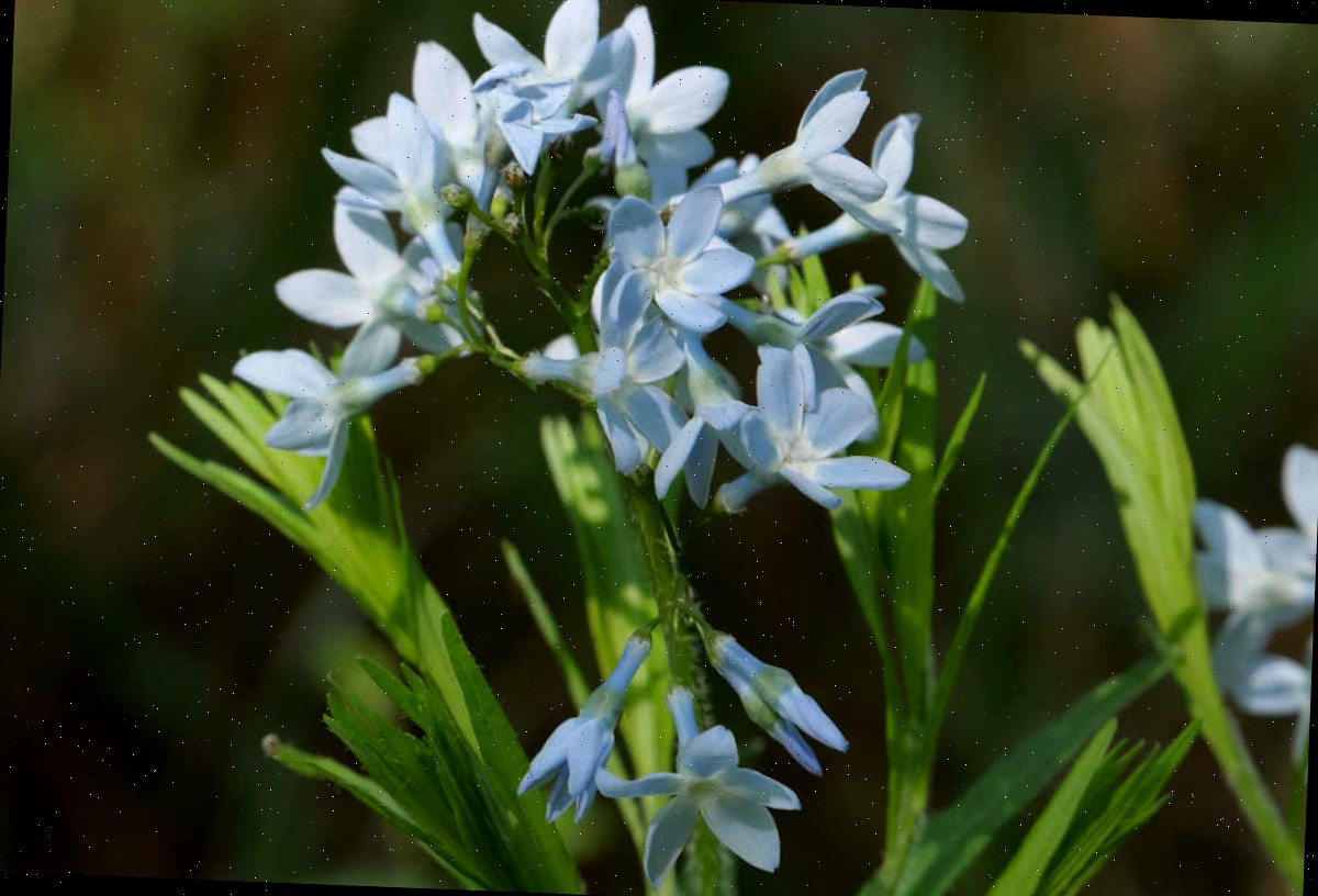 Amsonia é uma das flores realmente azuis. Um close da flor azul de amsonia.