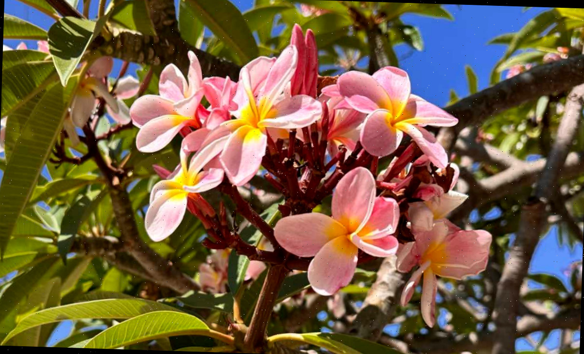 Um grupo de flores tropicais rosas com gargantas amarelas de um frangipani ana rosa (plumeria 'ana rosa').
