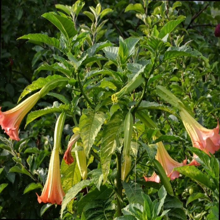 Como Cultivar Trombeta dos Anjos