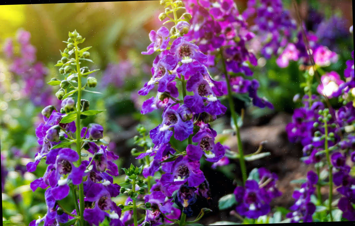 Um close de angelonia em um campo. As flores não precisam de deadheading.