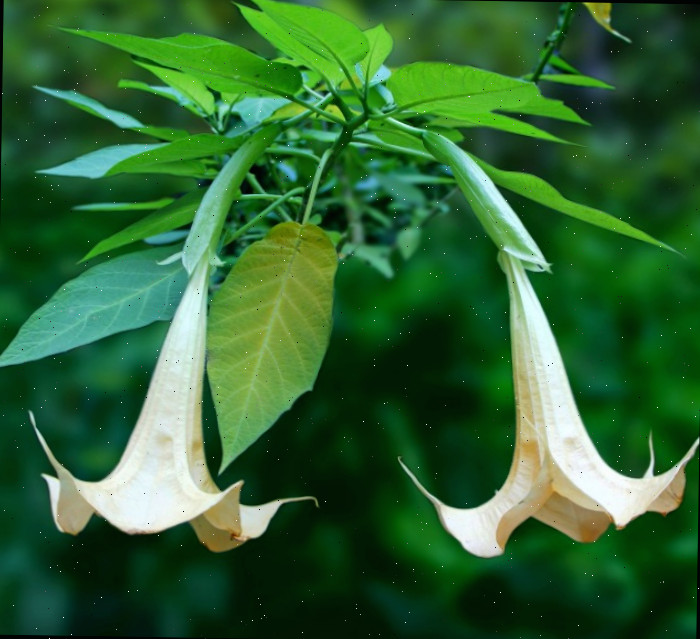 As flores são pendentes. Duas flores de brugmansia pendentes laranja claro.