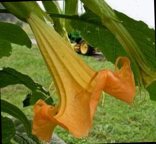flor de trombeta dos anjos Close up de uma flor de trombeta dos anjos.