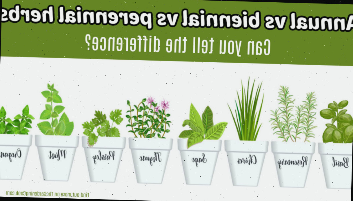 Ervas anuais vs bienais vs perenes Fileiras de ervas em vasos brancos com os nomes da erva no vaso. Caixa de texto verde lê ervas anuais vs bienais vs perenes. Você consegue ver a diferença?