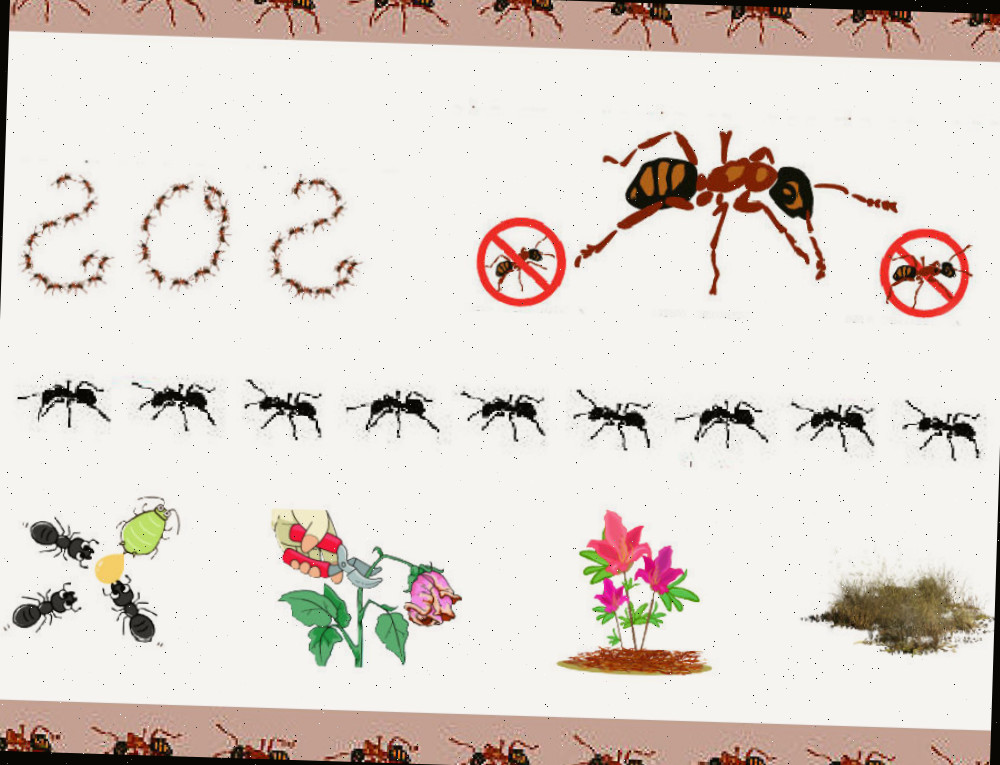 Diagrama SOS das formigas mostrando quatro ações a adotar para livrar-se das formigas: controlar a cobertura morta, irrigar as plantas, podar as plantas e monitorar os pulgões.