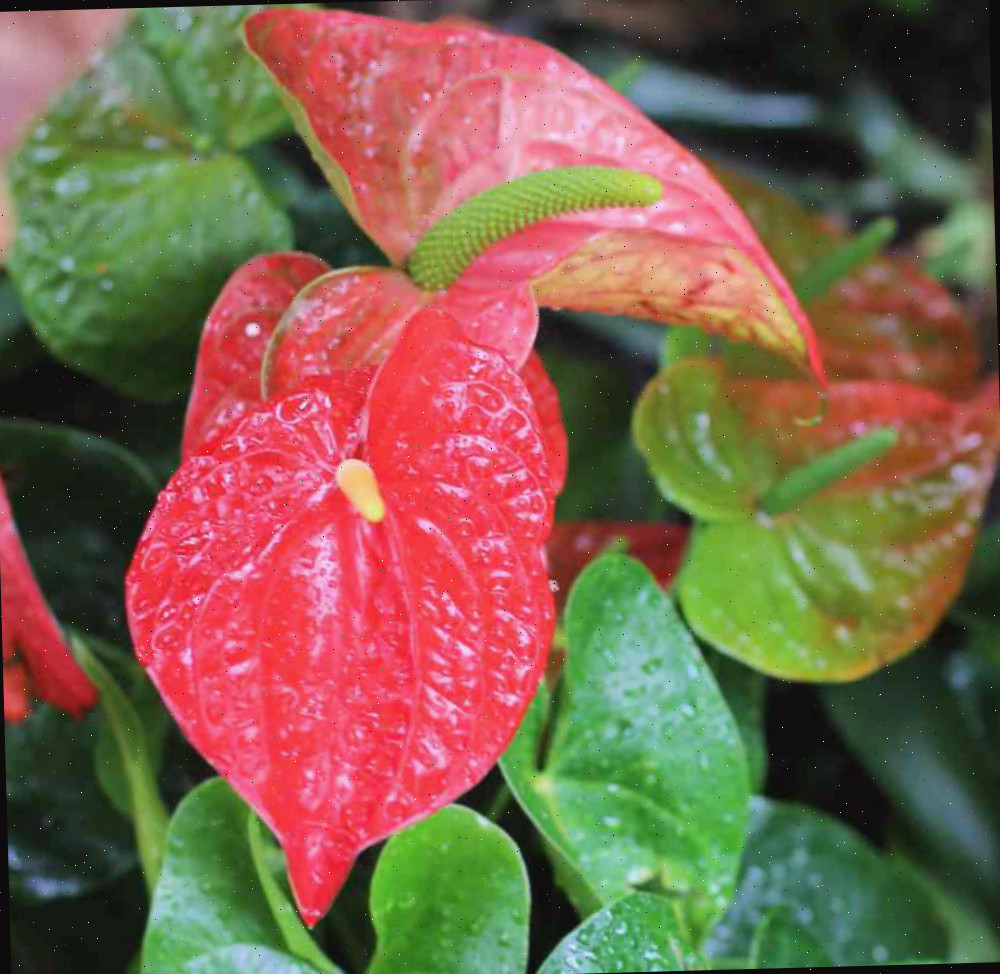 Flor de antúrio.
