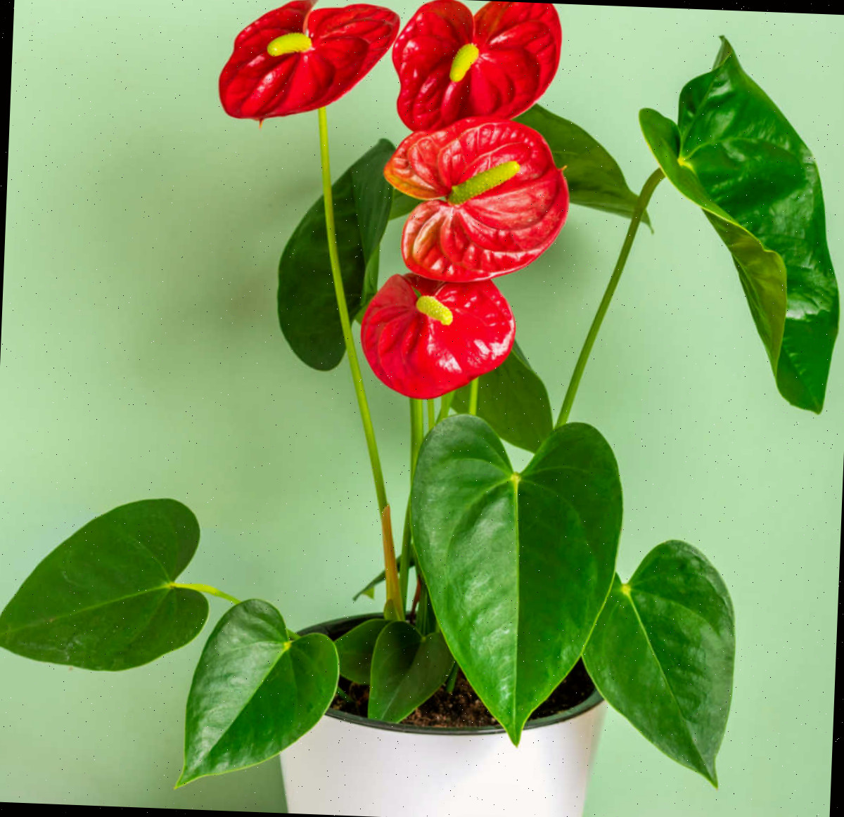 Antúrio em flor em um vaso branco.
