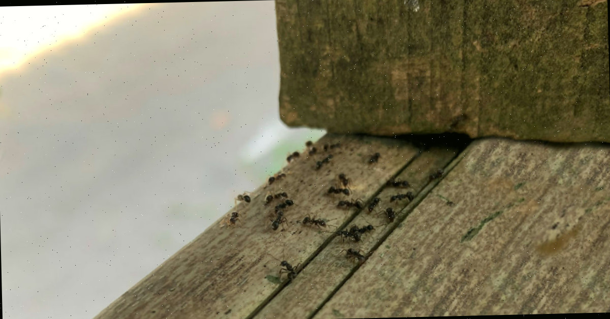 Formigas em uma tábua de madeira tentando acessar uma casa.