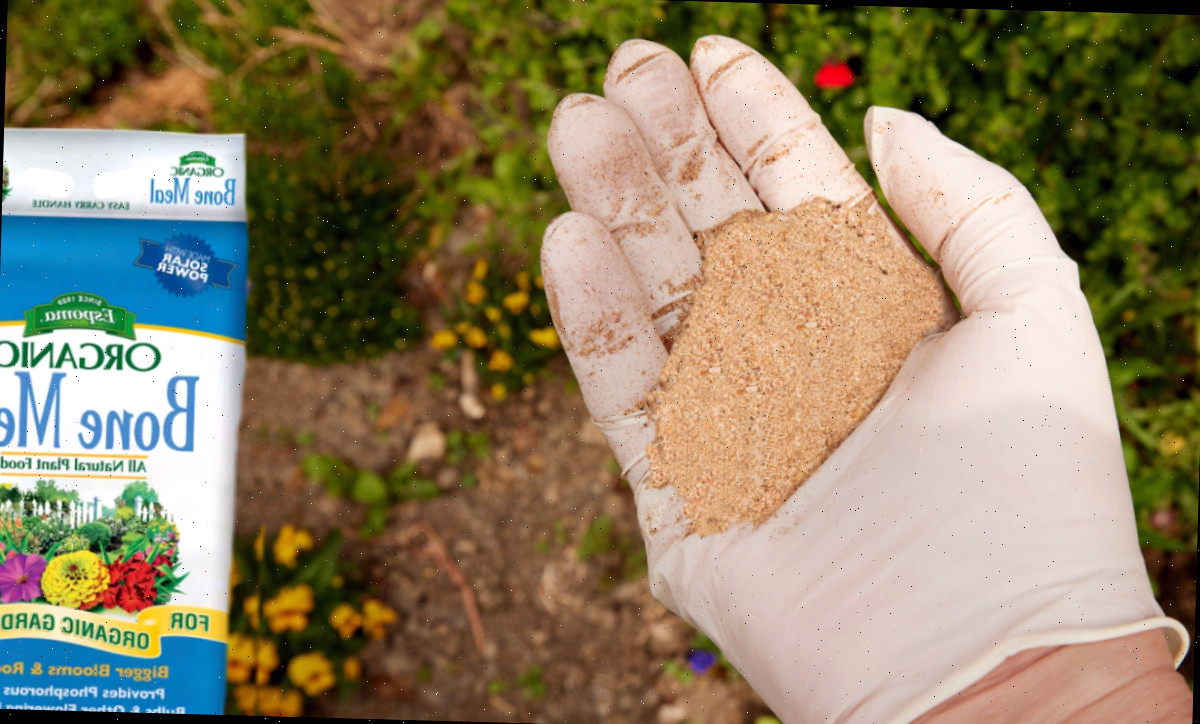 Um agricultor aplicando farinha de ossos orgânica para plantas no solo do jardim.