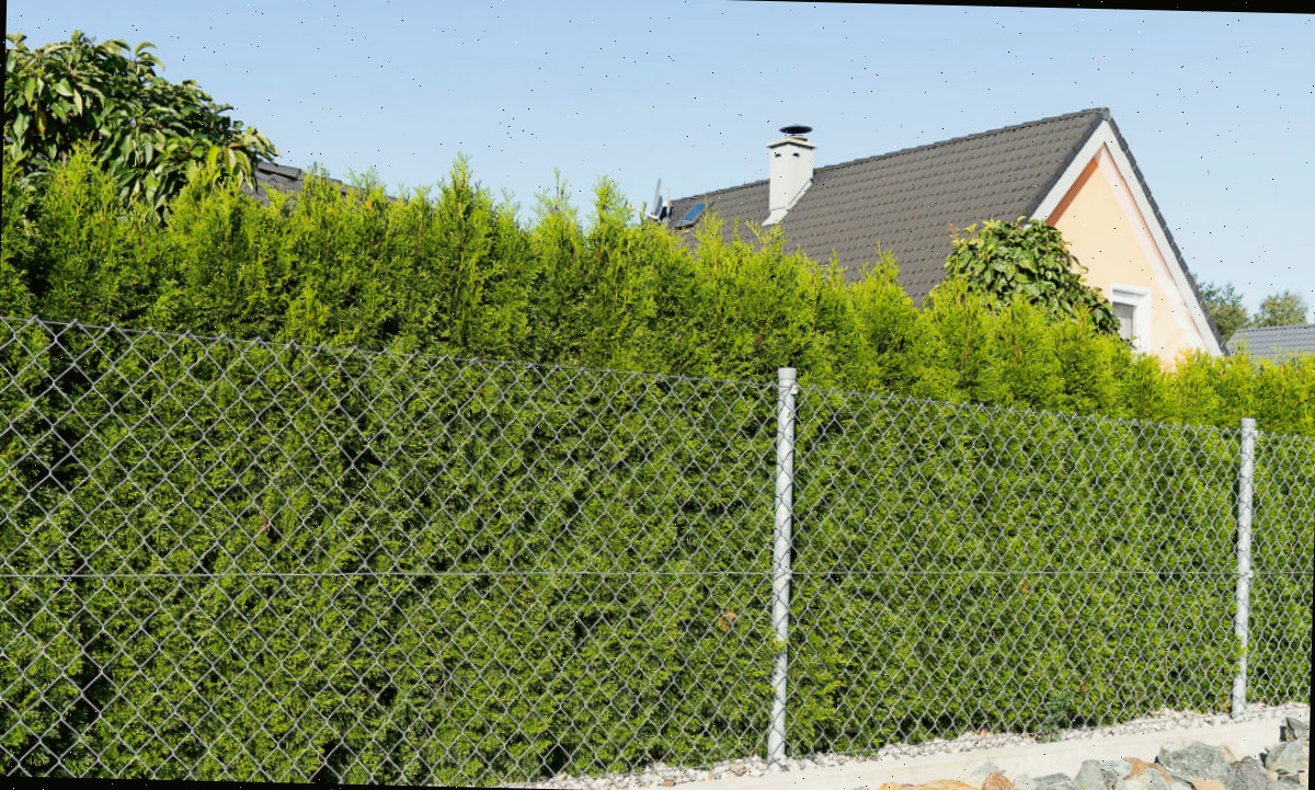Fileiras de tuias altas utilizadas como plantas de privacidade para cerca de tela.