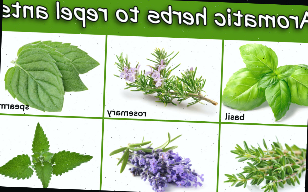 Imagens e nomes de ervas aromáticas que repelem formigas.
