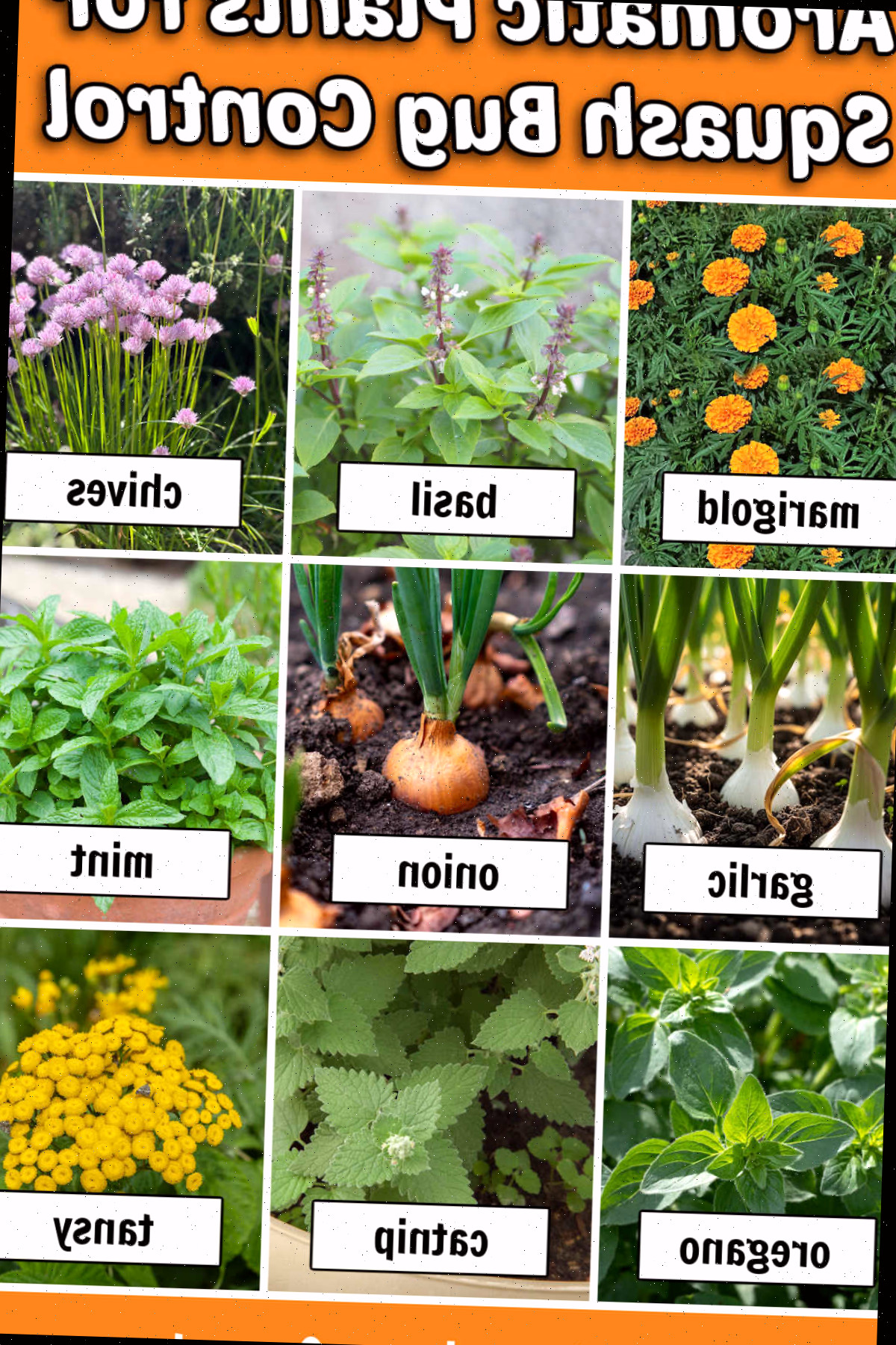 Imagens de plantas aromáticas para controle de insetos da abóbora, incluindo calêndula, manjericão, cebolinha, alho, cebola, hortelã, orégano, catnip e tanásia.
