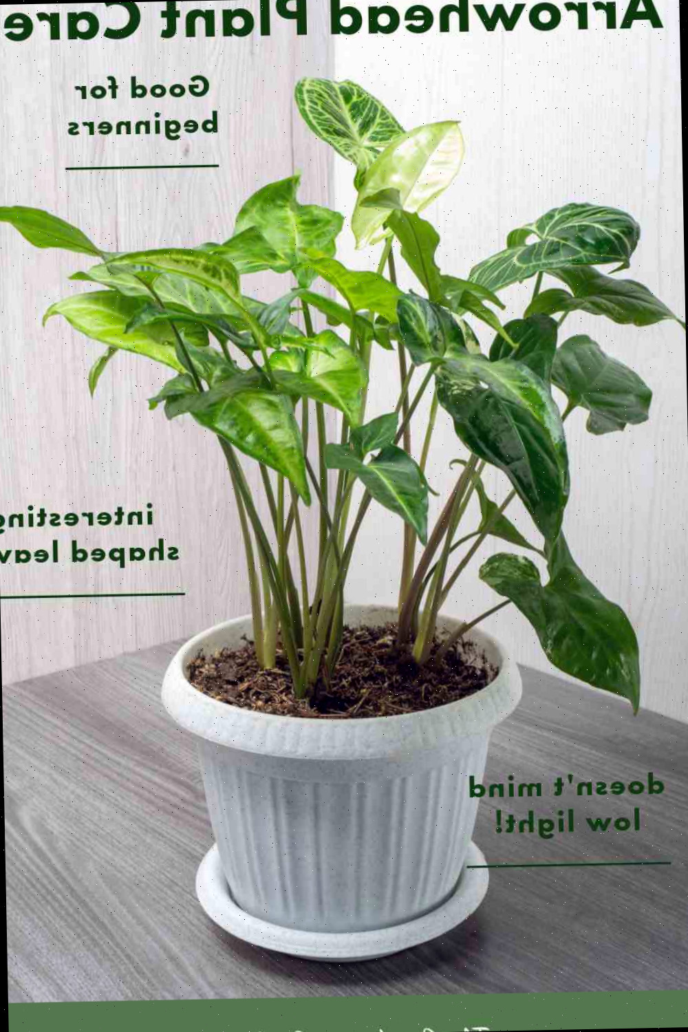 Dicas para Cuidar da Planta Sete-Léguas