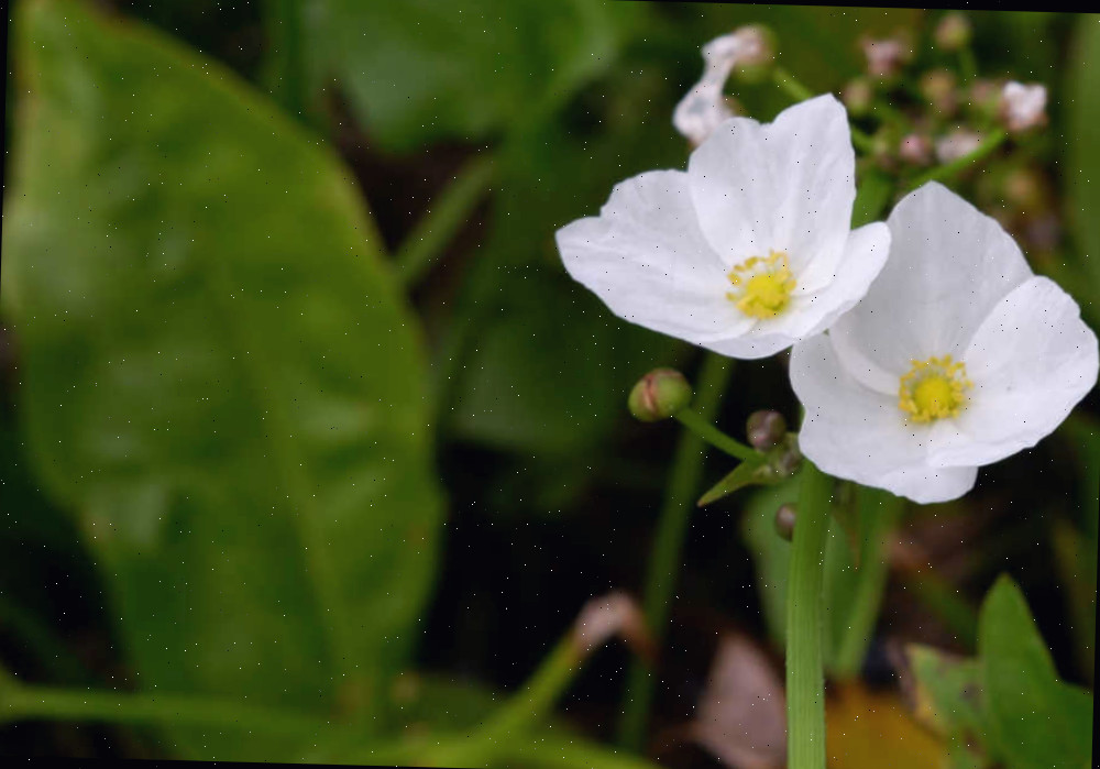 Flor da planta sete-léguas