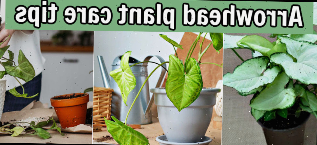 Dicas para Cuidar da Planta Sete-Léguas