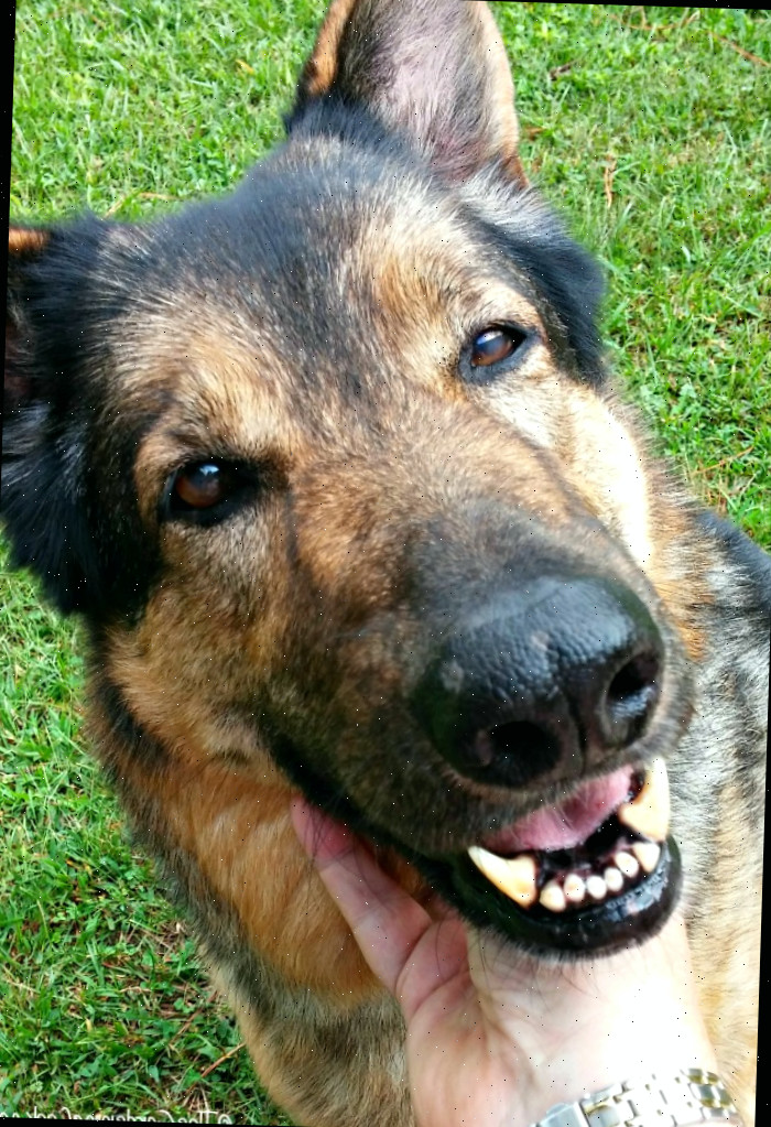 Fale com seu cachorro