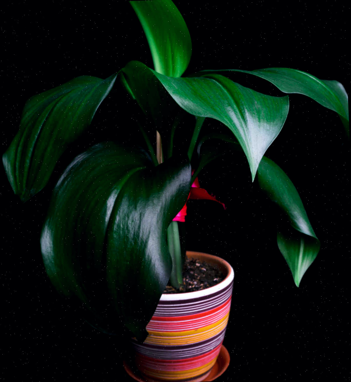 Uma das melhores vegetações de interior para baixa luz - Aspidistra saudável em um vaso listrado.