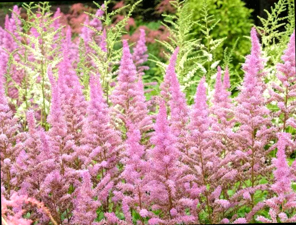 Astilbe não precisa de deadheading Flores rosas de astilbe florescendo em um prado.