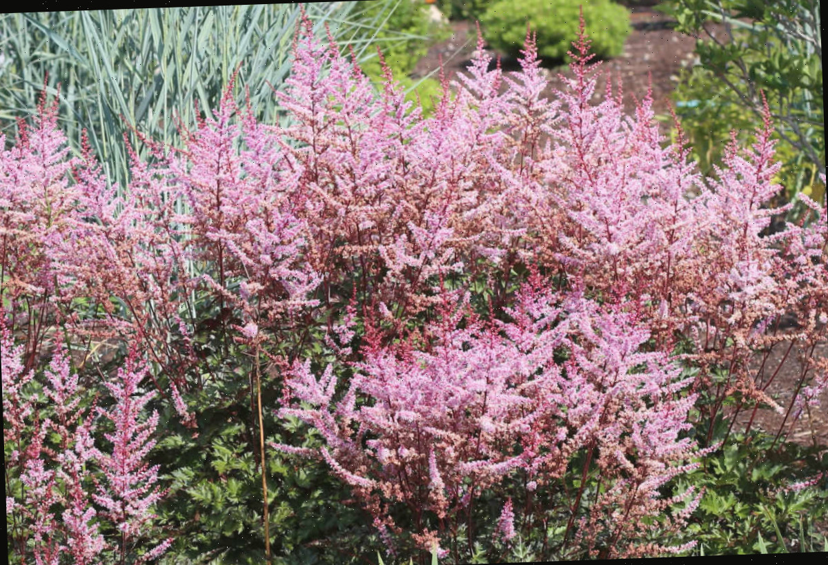 Astilbe, também chamada de falsa barba-de-bode, uma flor de jardim cottage inglês.