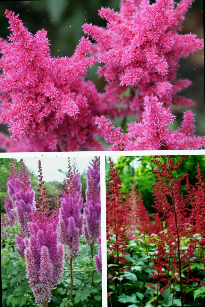Imagens de plumas vermelho-marrom e roxas de astilbe em um mosaico.
