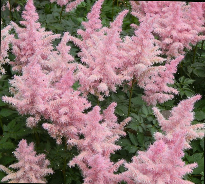 Flores rosa em formato de barba-de-goat, em plena floração
