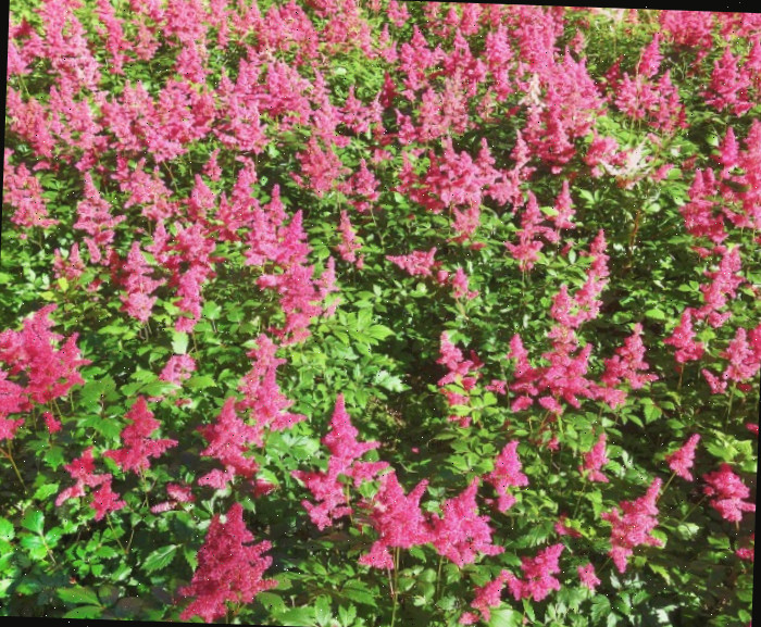 plantas de astilbe