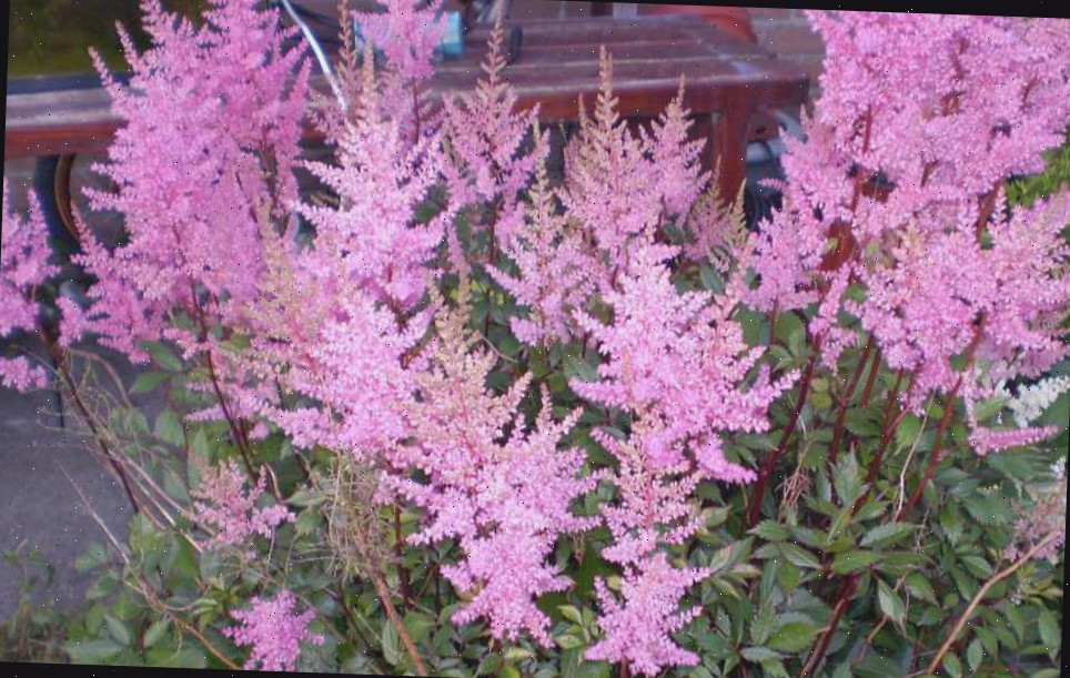 Uma imagem de uma planta de astilbe rosa mostrando suas flores rosas de verão em flor.