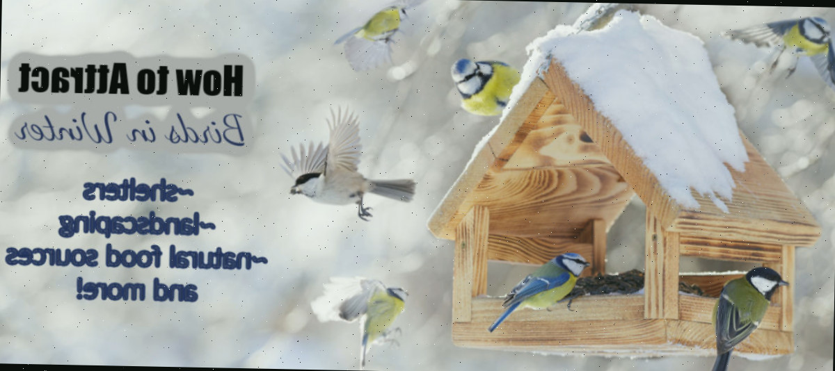 Como Atraír Aves no Inverno Aves ao redor e pousadas em uma casa de aves coberta de neve. O texto diz como atrair aves no inverno. ~abrigo, paisagismo, fontes naturais de alimentos e mais!