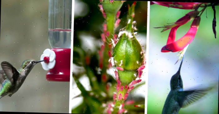 Atrair beija-flores para o seu jardim em 10 passos fáceis