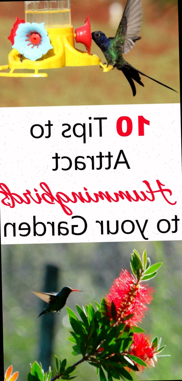Use essas 10 dicas para atrair beija-flores para o seu quintal e mantê-los voltando.