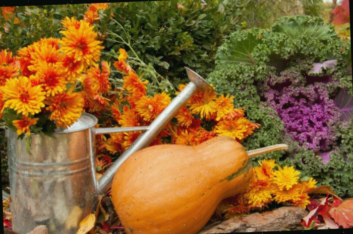 Cena do jardim no outono, com abóbora butternut, crisântemos, um regador e couve ornamental.