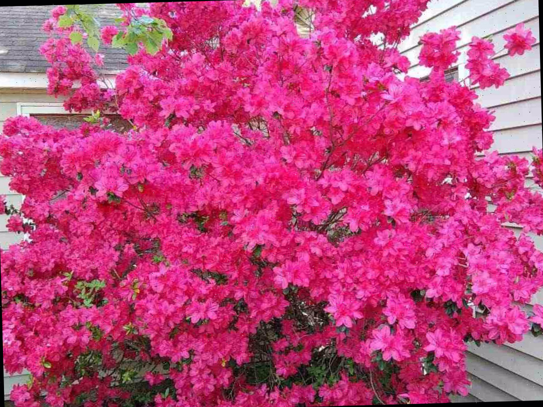 Uma vasta azaléia (Rhododendron ssp.) contra uma residência com revestimento branco, demonstrando o quão grandes esses arbustos de flores pink podem se tornar.