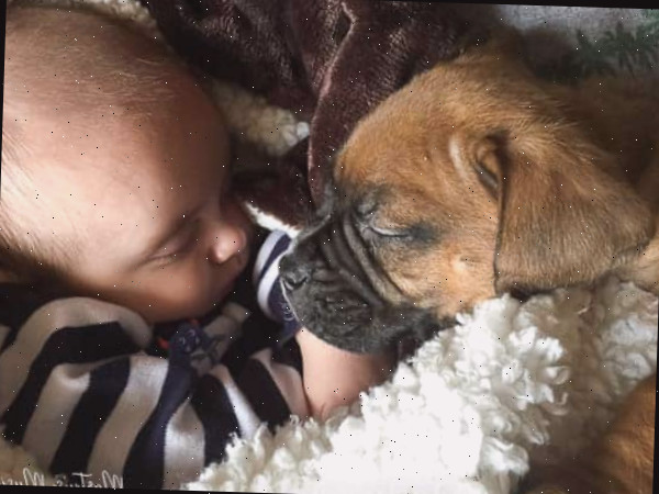 Um cachorro deitado em uma cama