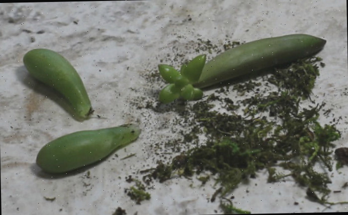 plantas suculentas a partir de folhas Novas plantas grátis. As folhas das suculentas enraizarão e farão novas plantinhas