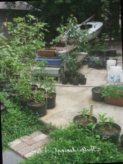 Horta de vegetais em espaço reduzido Um pátio nos fundos com vegetais, flores e ervas, todos crescendo em contenções.