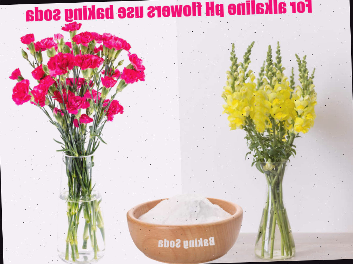 O bicarbonato de sódio ajuda flores que amam ambiente alcalino a durarem mais. Crisântemos e boca-de-lobo com bicarbonato de sódio e palavras Para flores de pH alcalino, use bicarbonato de sódio.