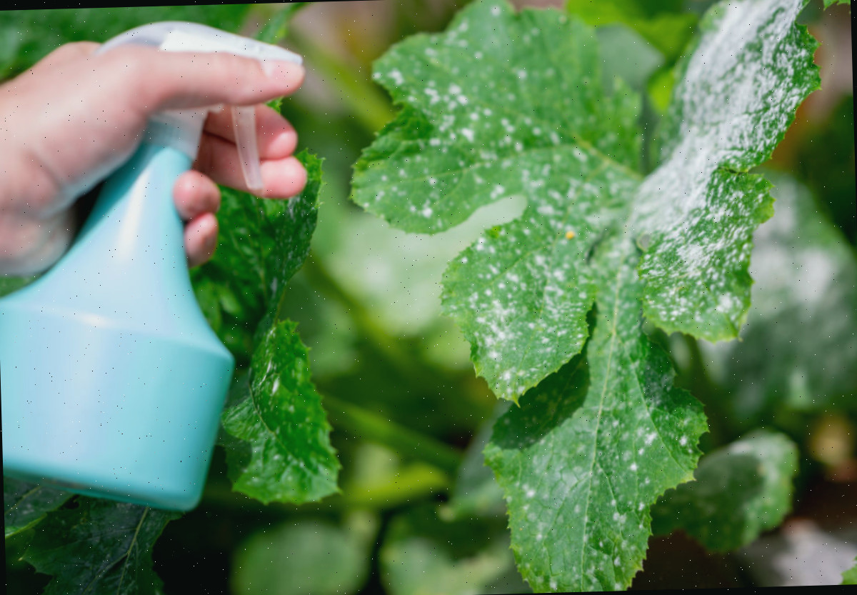 Uma mão com um frasco azul pulverizando bicarbonato de sódio contra o oídio em uma planta afetada.