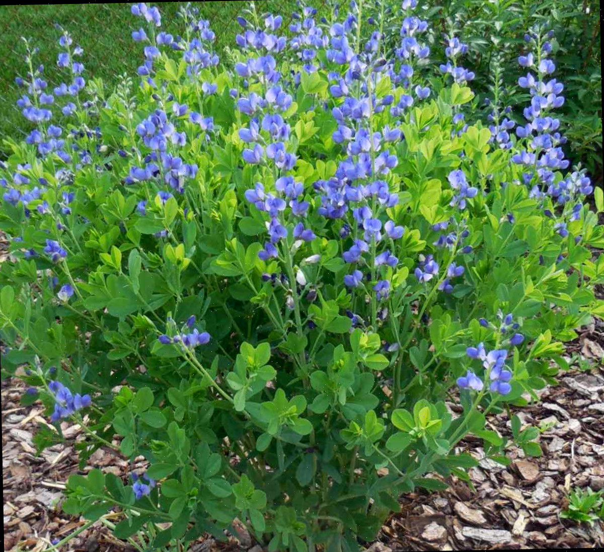 Arbusto perene Baptisia australis plantado ao lado de uma cerca do quintal para ocultar a cerca.