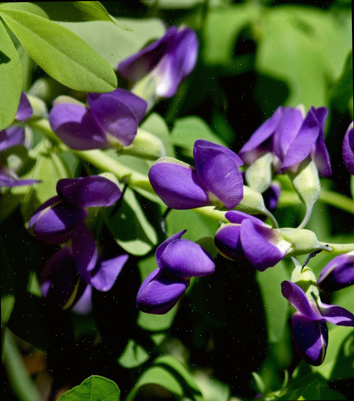 Planta de sálvia-azul Baptisia Austrália (Sálvia-azul)