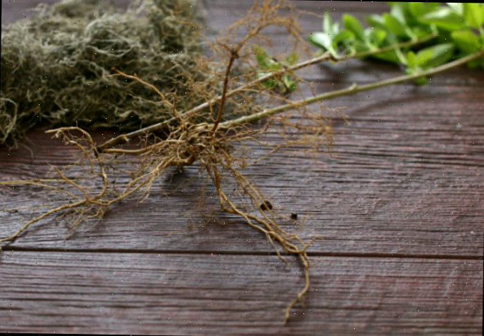 Planta de forsítia de raiz nua sobre um deck de madeira, pronta para ser plantada.