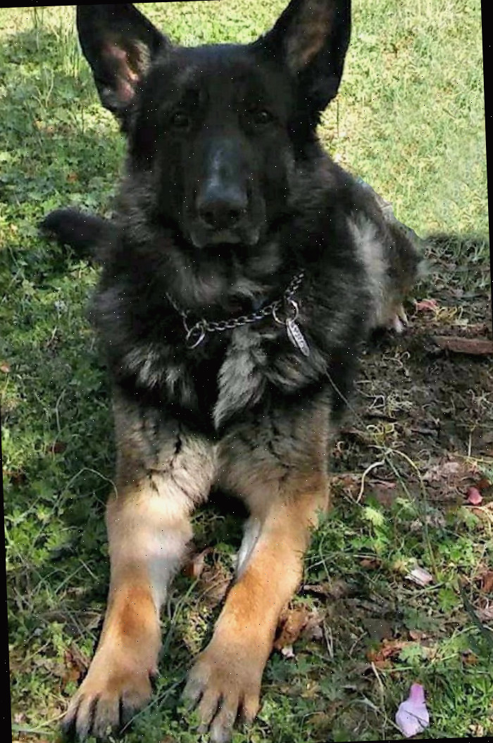 Cães mantêm os esquilos longe do jardim Pastor alemão preto sentado em um gramado.