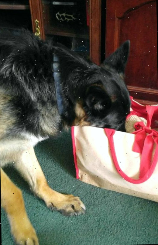 Baron está preparado para a viagem!