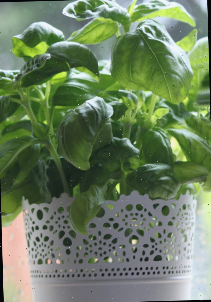 Planta de manjericão em um vaso branco Manjericão é uma erva anual usada na culinária italiana