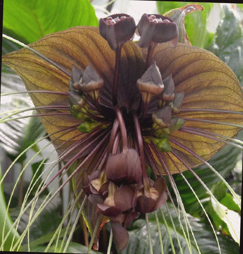 Black bat lily Flor de lírio Cabeça de Morcego com longos bigodes.
