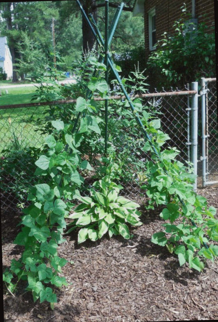Um tipi criativo para feijões Feijões de vara crescendo em um tipi de feijão para jardins, com uma planta de hosta no centro.