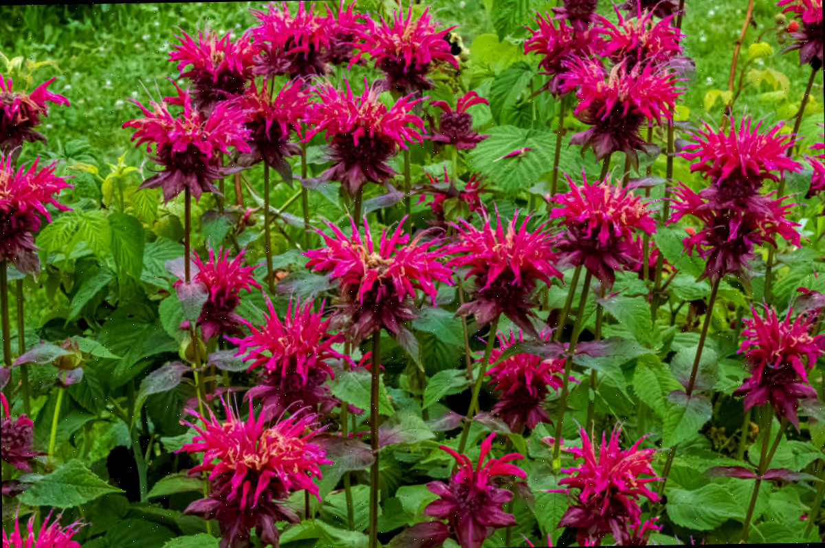 Flores vermelhas de erva-das-abelhas em um jardim.