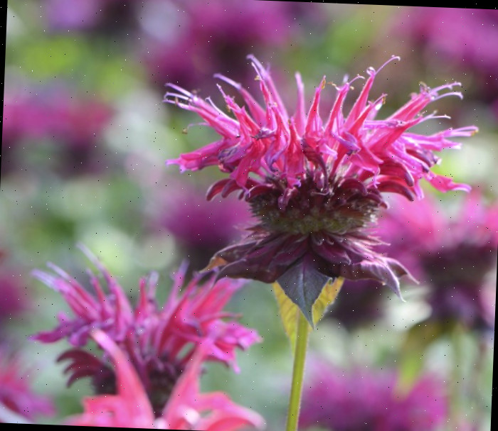 Planta de erva-cidreira-bergamota rosa.