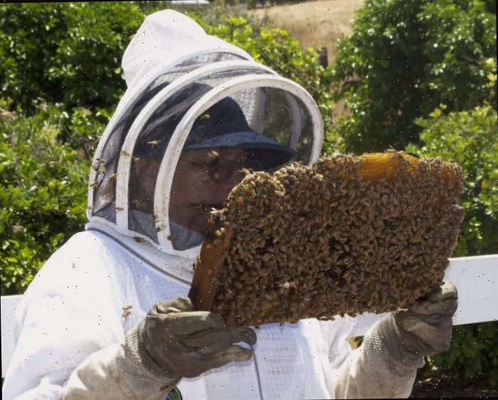 Apicultor com colmeia Apicultores de quintal auxiliam na diminuição da população de abelhas