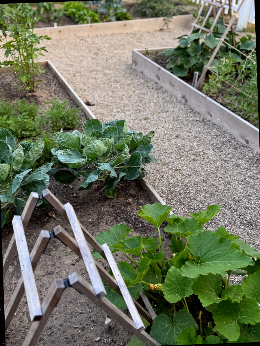 Treliças e gaiolas para atualização da horta