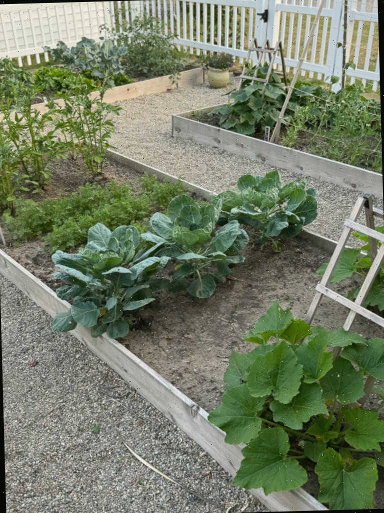 Horta