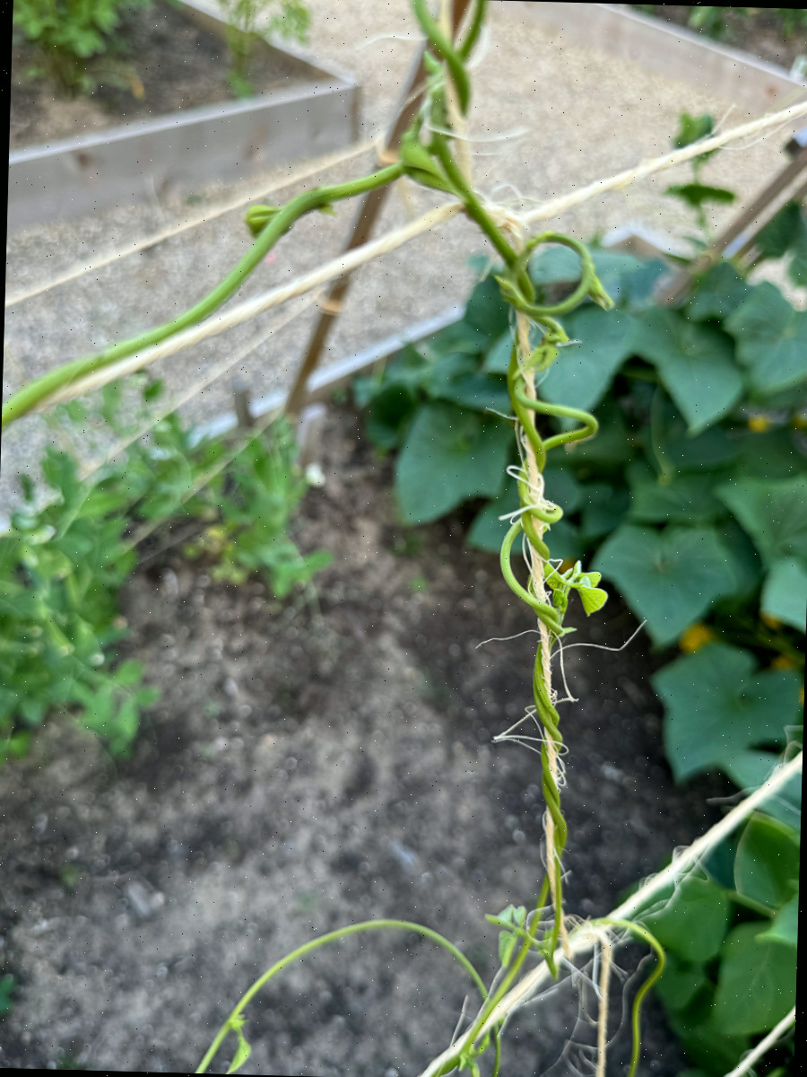 Tomates em uma treliça